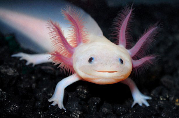 Picture 13 of These animals have superhuman abilities