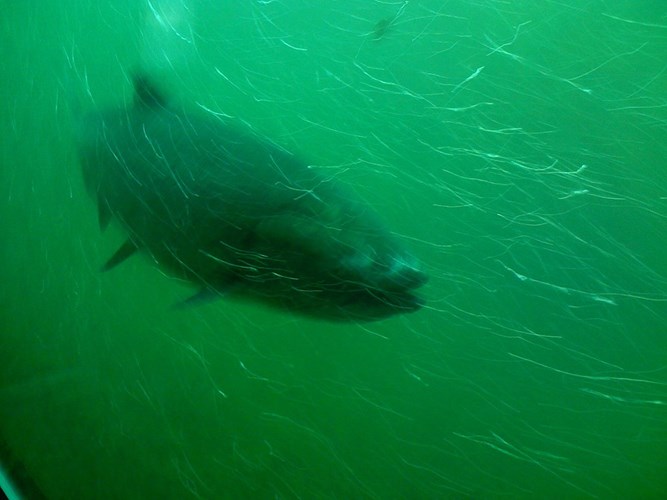 Picture 14 of These animals have superhuman abilities
