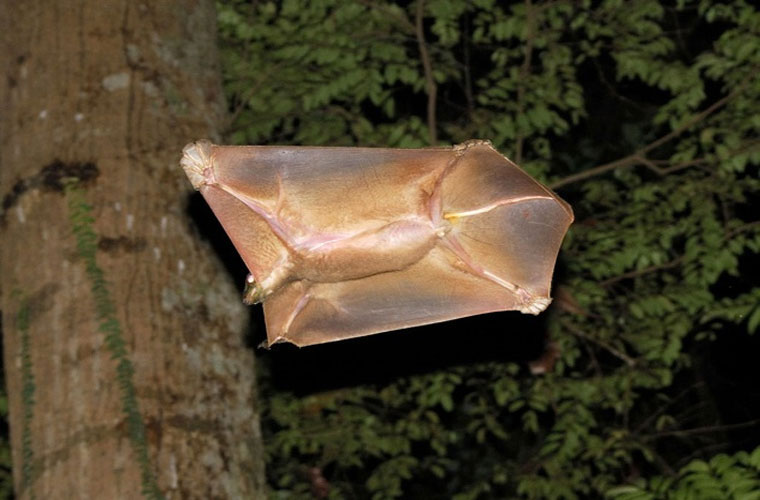 Picture 2 of These animals have superhuman abilities
