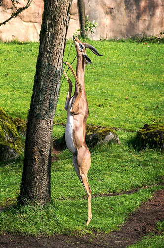 Picture 3 of These animals have superhuman abilities