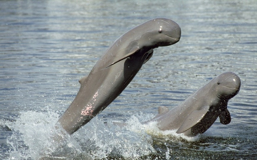 Picture 4 of These animals have superhuman abilities