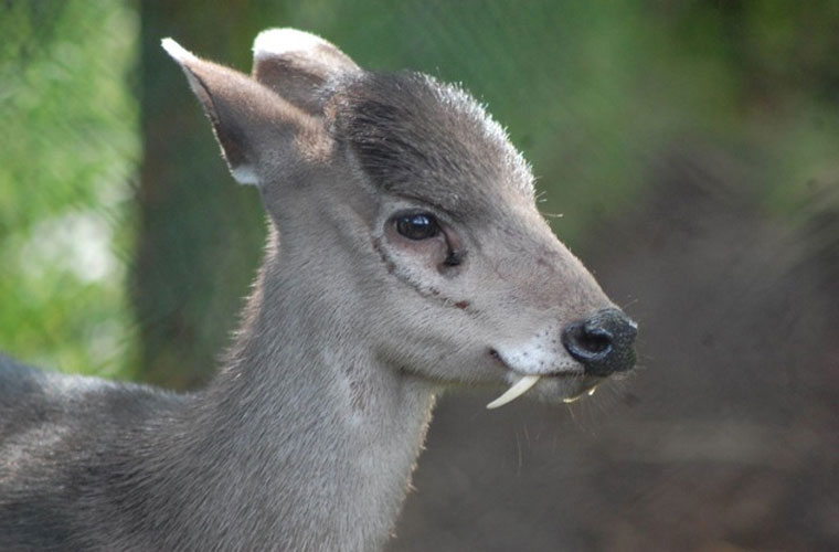 Picture 5 of These animals have superhuman abilities