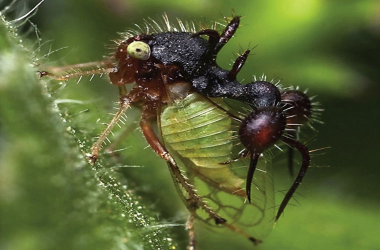 Picture 6 of These animals have superhuman abilities