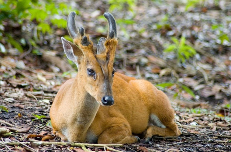 Picture 7 of These animals have superhuman abilities