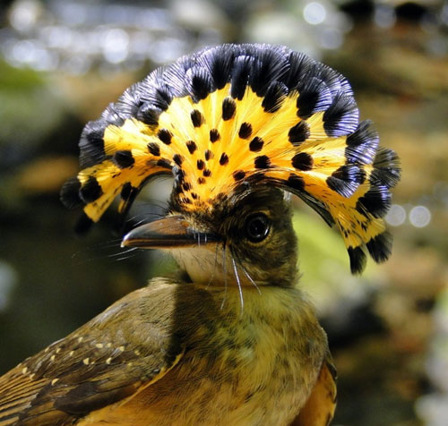 Picture 8 of These animals have superhuman abilities