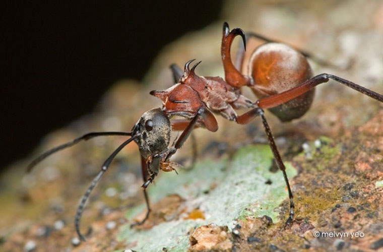 Picture 9 of These animals have superhuman abilities