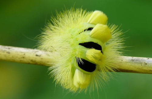 Picture 5 of These animals resemble flowers