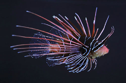 Picture 6 of These animals resemble flowers