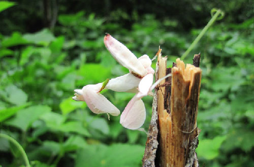Picture 7 of These animals resemble flowers
