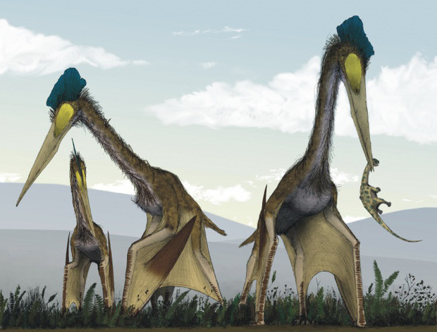 Picture 13 of These are the most giant creatures that appear on Earth