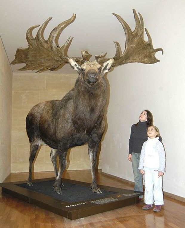 Picture 7 of These are the most giant creatures that appear on Earth