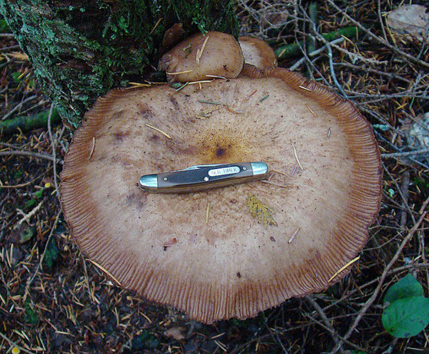 Picture 8 of These are the most giant creatures that appear on Earth