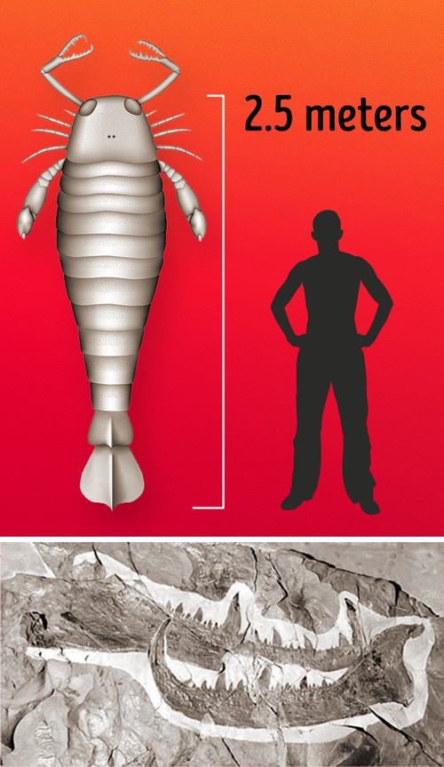 Picture 9 of These are the most giant creatures that appear on Earth