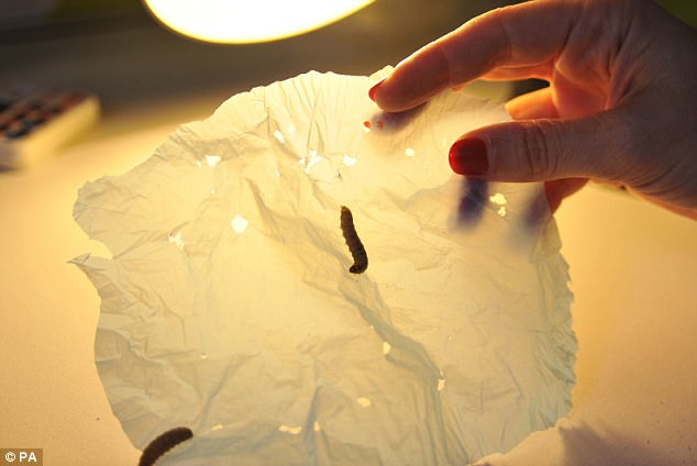 Picture 3 of These are the worms that are making the whole world excited.  The reason is ...