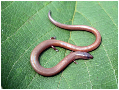 Picture 1 of These bizarre animals in nature in Vietnam