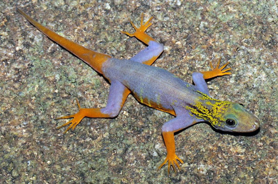 Picture 12 of These bizarre animals in nature in Vietnam
