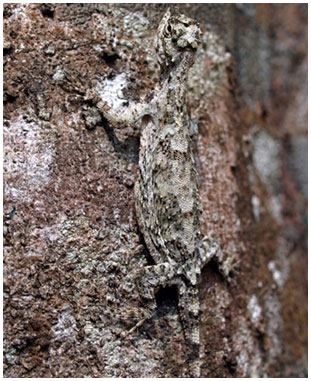 Picture 2 of These bizarre animals in nature in Vietnam
