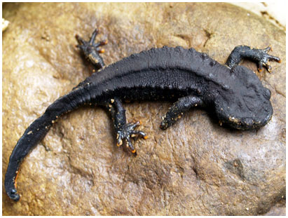 Picture 4 of These bizarre animals in nature in Vietnam