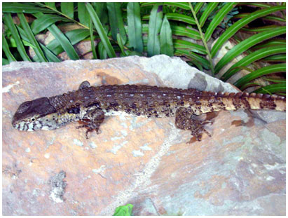 Picture 5 of These bizarre animals in nature in Vietnam