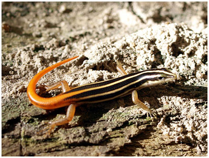 Picture 6 of These bizarre animals in nature in Vietnam