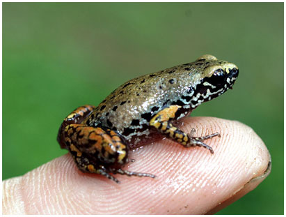 Picture 7 of These bizarre animals in nature in Vietnam