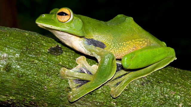 Picture 9 of These bizarre animals in nature in Vietnam