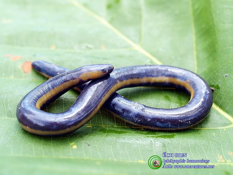 Picture 5 of These exotic animals in Vietnam