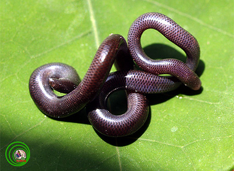 Picture 6 of These exotic animals in Vietnam