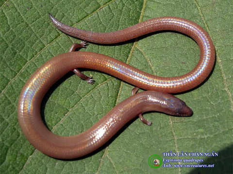 Picture 9 of These exotic animals in Vietnam