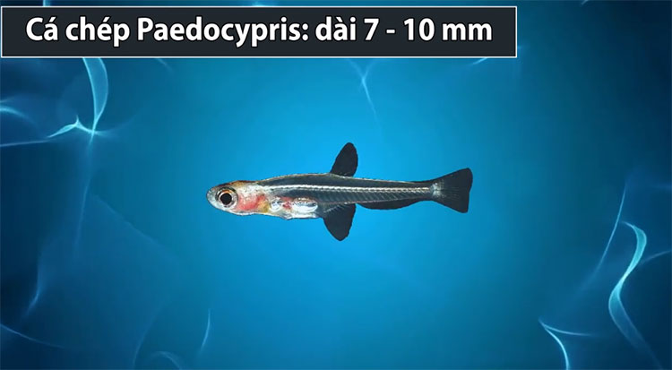 Picture 1 of These fish hold record in nature