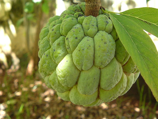 Picture 2 of These fruits are good for the eyes