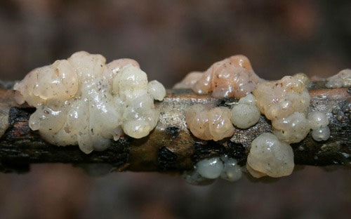 Picture 10 of These fungi have strange shapes