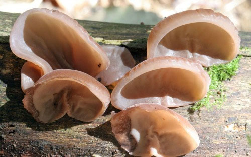 Picture 5 of These fungi have strange shapes