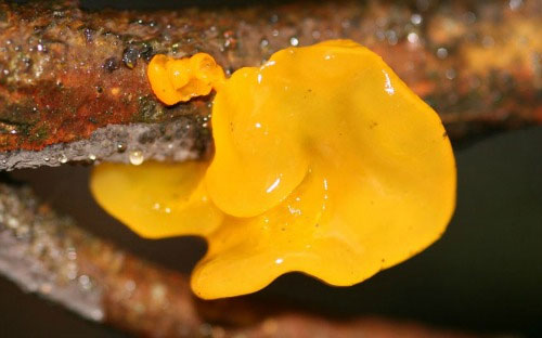 Picture 6 of These fungi have strange shapes