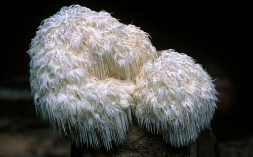 Picture 7 of These fungi have strange shapes