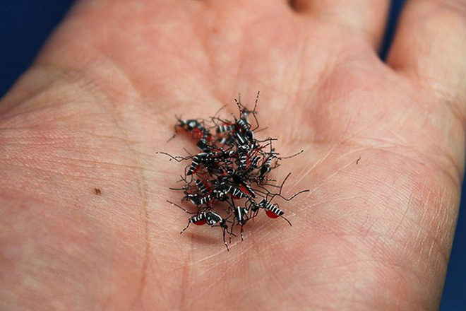 Picture 3 of These mosquitoes look so real that anyone who wants to see them wants to beat them
