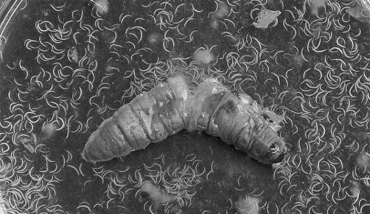 Picture 3 of These parasites are capable of transgender and controlling other species