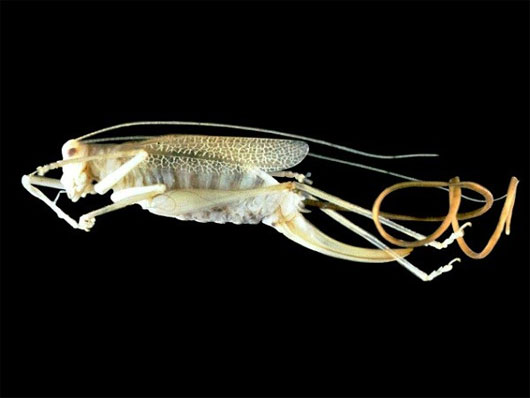 Picture 6 of These parasites are capable of transgender and controlling other species