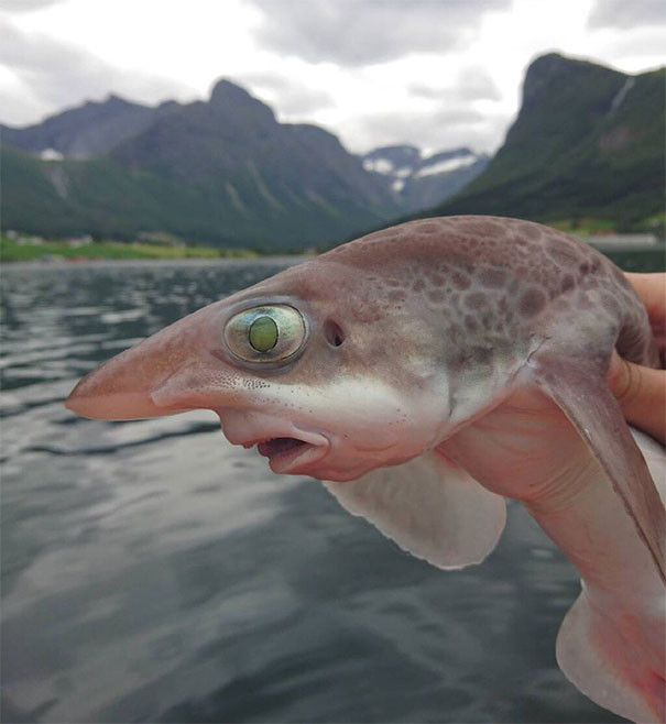 Picture 10 of These photos show you nature has never been so scary