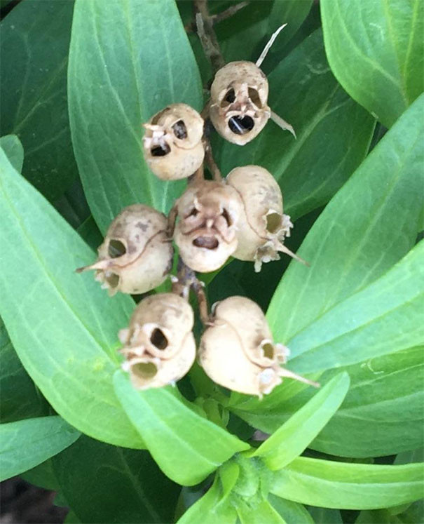 Picture 11 of These photos show you nature has never been so scary