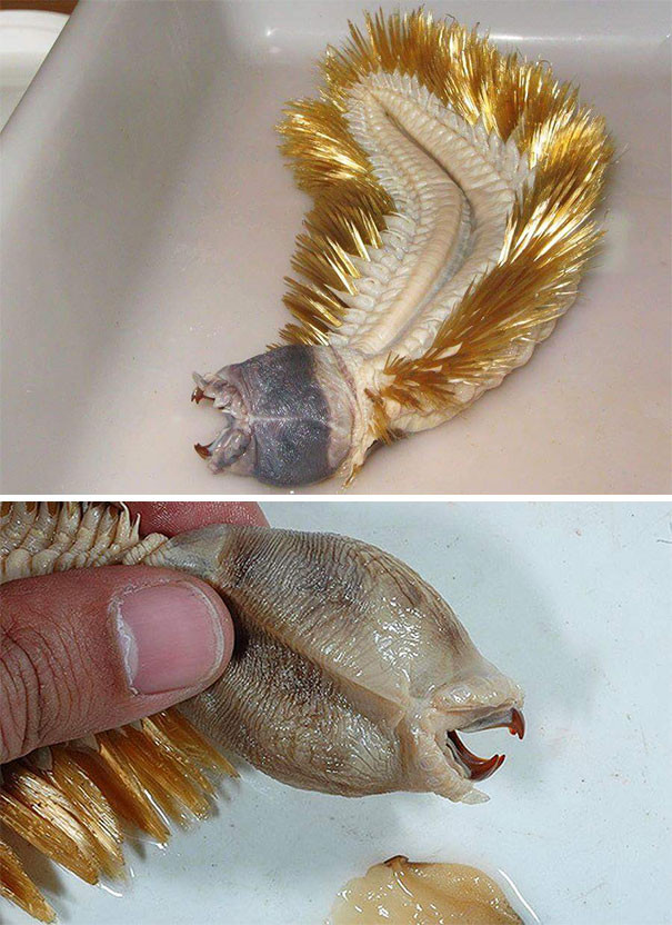 Picture 14 of These photos show you nature has never been so scary