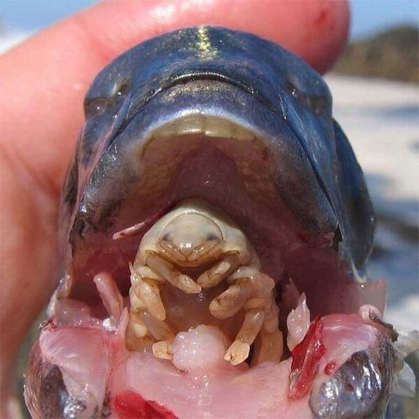 Picture 8 of These photos show you nature has never been so scary