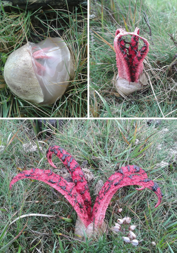 Picture 9 of These photos show you nature has never been so scary