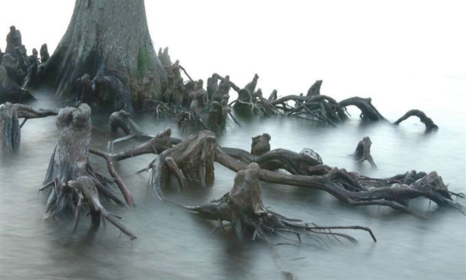 Picture 1 of These plants are frightening in shape