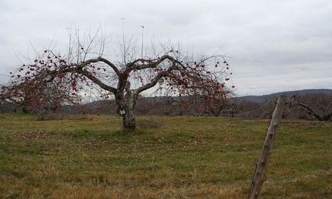 Picture 2 of These plants are frightening in shape