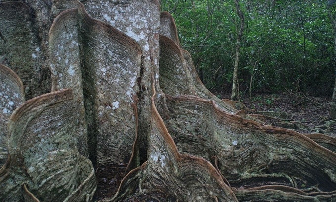 Picture 3 of These plants are frightening in shape