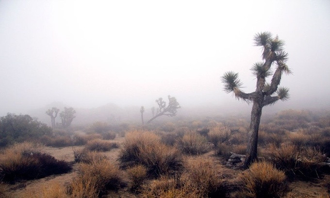 Picture 6 of These plants are frightening in shape