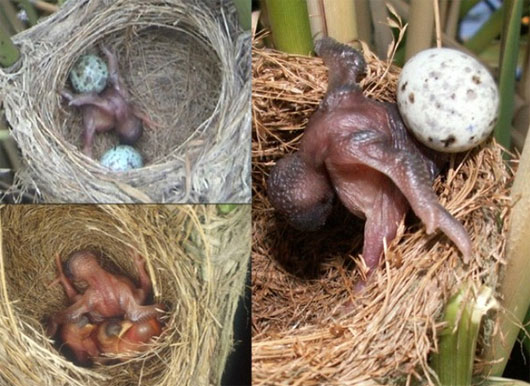 Picture 3 of These reproductive and survival behaviors are confusing in animals