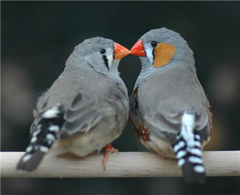 Picture 5 of These reproductive and survival behaviors are confusing in animals