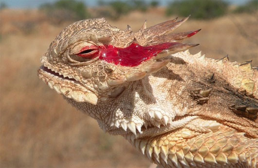 Picture 6 of These reproductive and survival behaviors are confusing in animals
